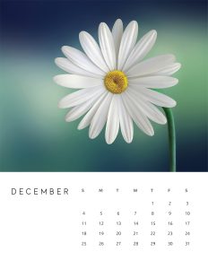 calendario 2022 foto flores dezembro