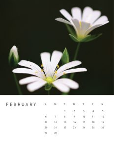 calendario 2022 foto flores fevereiro