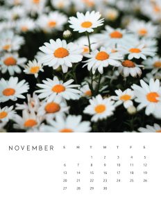calendario 2022 foto flores novembro