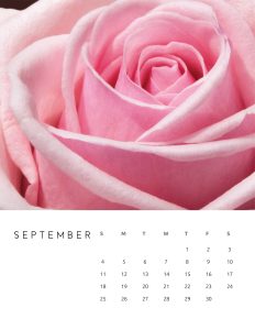 calendario 2022 foto flores setembro
